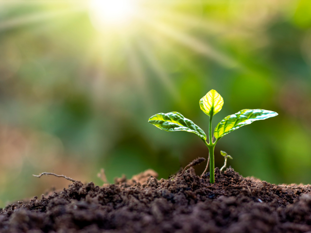 A green seedling sprouting from dark soil under bright sunlight