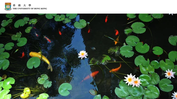 Pond Lilies by the Law Faculty